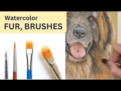 Видео: Рисование меха для начинающих, акварельные кисти