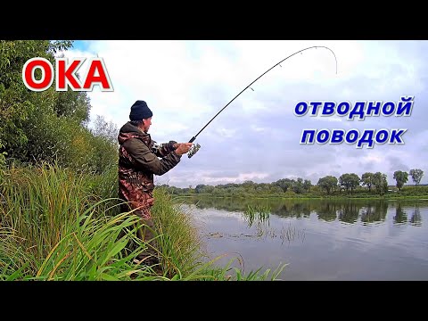 Видео: ОТВОДНОЙ ПОВОДОК.  СЛАГИ  ЛАРВА и МИНОШКА. Рыбалка на ОКЕ в начале октября.