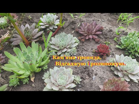 Видео: Кам'яна троянда або молодило,як я розмножую ці сукуленти.Відділення і висадка у грунт діток молодила