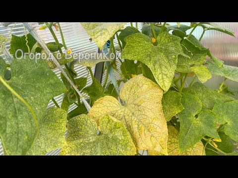 Видео: Если у ОГУРЦОВ желтеют, сохнут и вянут листья, срочно сделайте так, и они вмиг позеленеют!