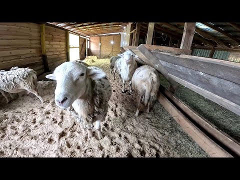 Видео: Выпустил мелкого ! Что с машиной ? План сработал ! ХУТОР В ЛЕСУ №850