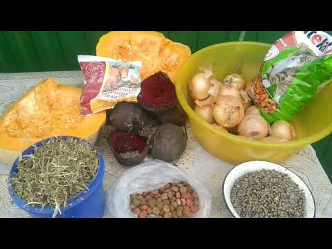 Видео: Весенняя линька у кур несушек- нормальное явление или болезнь?