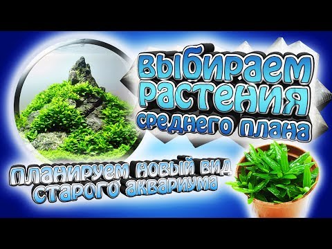 Видео: Выбираем лучшее растение среднего плана! - Новый вид старого акваруима