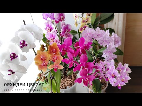 Видео: ОРХИДЕИ ЦВЕТУТ. Корни орхидеи растут. Удобрения из Fix-price.  ORCHIDS Phal