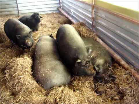 Видео: Обзор подворья.Свиньи/Овцы/Куры/Утки/Сено//Сельское подворье на Урале//