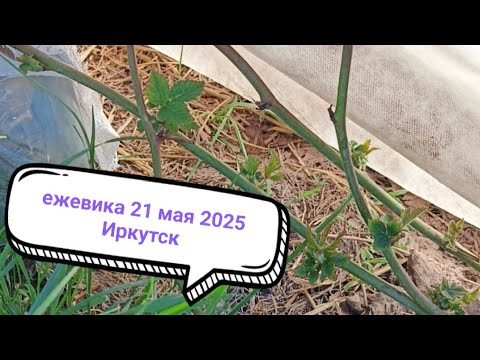 Видео: Ежевика Иркутск. Начало вегетации после зимовки однолеток