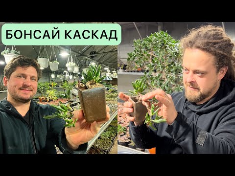 Видео: БОНСАЙ ИЗ КРАССУЛЫ В СТИЛЕ КАСКАД. ПЕРЕСАЖИВАЕМ ДЕНЕЖНОЕ ДЕРЕВО В ГОРШОК И ЗАДАЕМ ФОРМУ ПРОВОЛОКОЙ