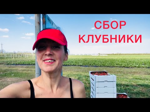 Видео: Сбор клубники 🍓КРЫМ апрель 2025