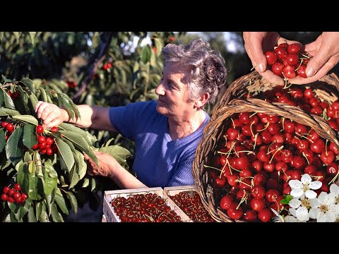 Видео: Вишни. Сбор урожая дерева по одному вручную и приготовление двух десертов: торта и шербета.