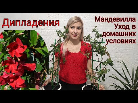 Видео: Дипладения. Мандевилла. Уход в домашних условиях. Почему сбрасывает листья?