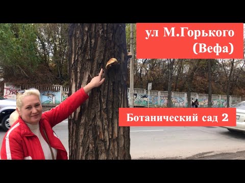 Видео: ул М.Горького|Ботанический сад 2|Кыргызстан|Бишкек2022