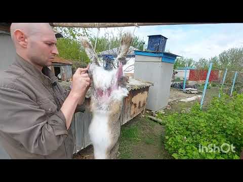 Видео: Забой и маринад  кролика