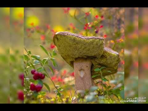 Видео: Ялгыз каен