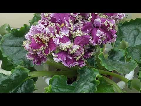 Видео: 18.08.2024/ВЫСТАВКА НОВИНКИ/фиалки в Доме фиалок#выставка#фиалки#дрмфиалки#