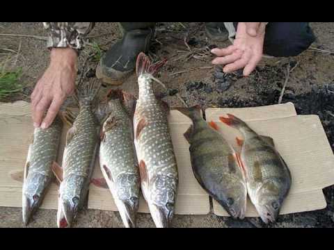 Видео: Выход за хищником с берега#рыбалка #fishing #щука #окунь