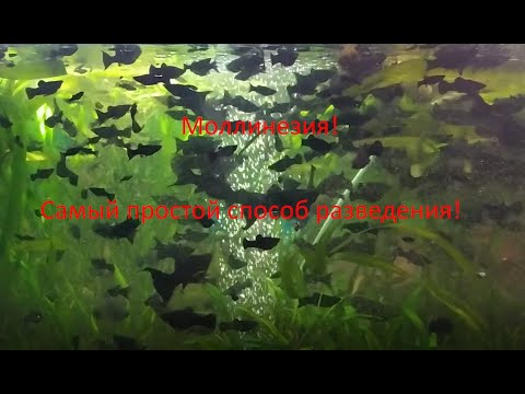 Видео: Моллинезия-самый простой способ разведения.