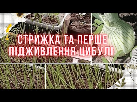Видео: ЦИБУЛЯ З НАСІННЯ, Ексібішен та інші сорти. Огляд сходів, стрижка та підживлення