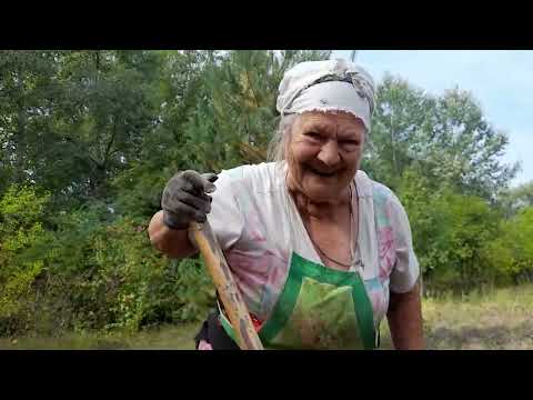 Видео: Копали КАРТОПЛЮ, а Викопали ГОРОХ!