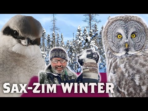 Видео: Три совы, куница и сорокопут Стив — День болотных птиц Зима — Виртуальная трансляция 42 сезон 4 с...