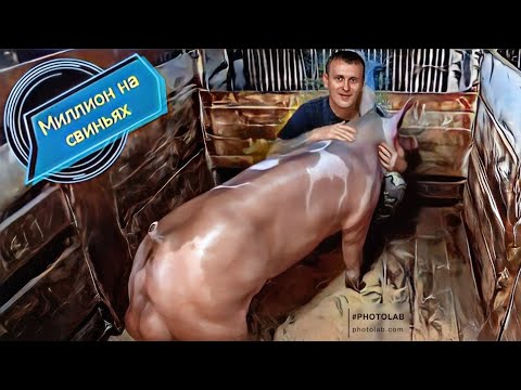 Видео: ‼️Генетика свиней‼️Терминальные породы‼️На что стоит обратить внимание‼️