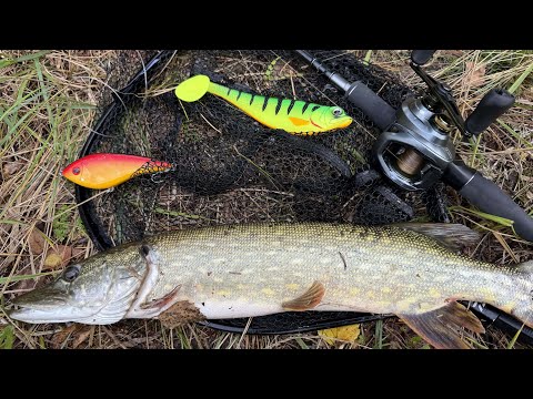 Видео: Осенние щучьи места#рыбалка #щука#shimano #curado