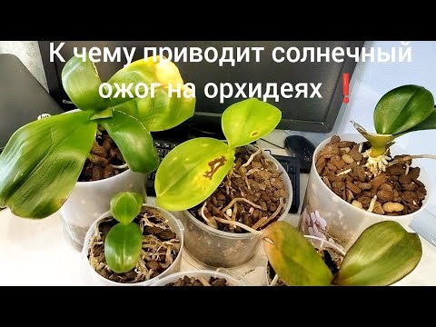 Видео: Критическая болезнь орхидей от СОЛНЕЧНОГО ОЖОГА! Не доводите орхидеи до такого состояния! Лечение