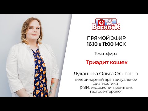 Видео: Триадит кошек. Лукашова О.О.