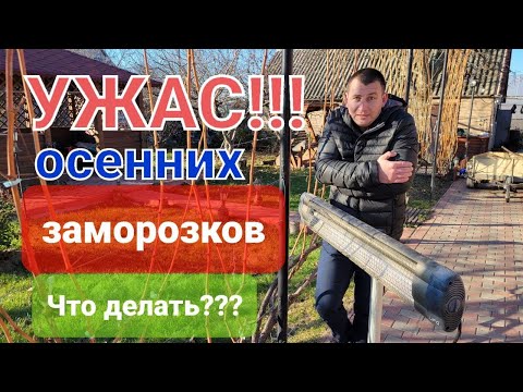 Видео: Страшны ли заморозки на винограднике осенью???