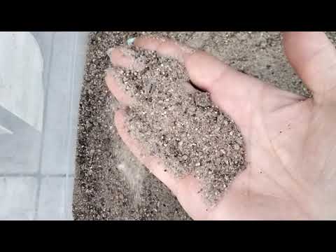 Видео: #150.Годовщина моего коллекционирования пеларгонии! Отвечаю на Ваши вопросы!