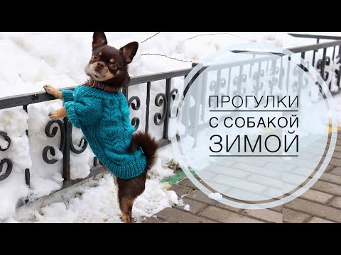 Видео: КАК ГУЛЯТЬ С СОБАКОЙ ЗИМОЙ