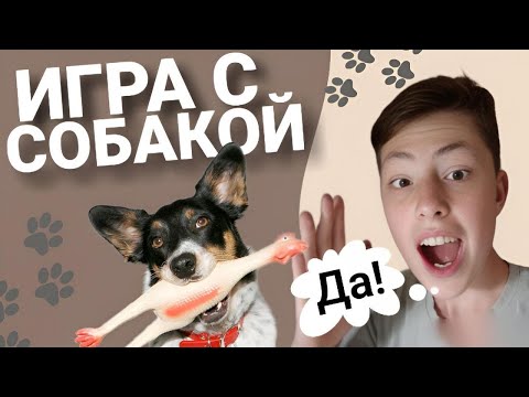 Видео: 🐾ИГРА С СОБАКОЙ как правильно играть с собакой? Сколько времени посвящать игре с собакой?