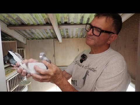 Видео: Голубиные гонки – Экскурсия по лофту Уэйда Фарли и баскетбол