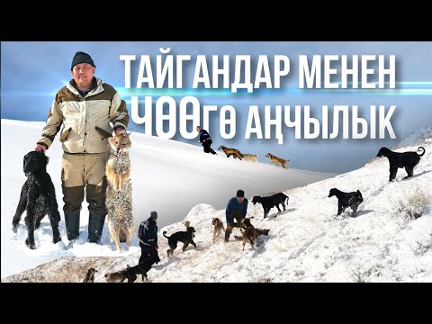 Видео: Тайган менен охота/Ноокат/