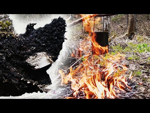 Видео: За чагой по заказу зрителей. Многодневный поход, выживание. Питаюсь Дарами Природы.