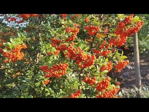 Видео: Піраканта оранж чармер та солей де оро. Красуні з шипами 🤗🥰