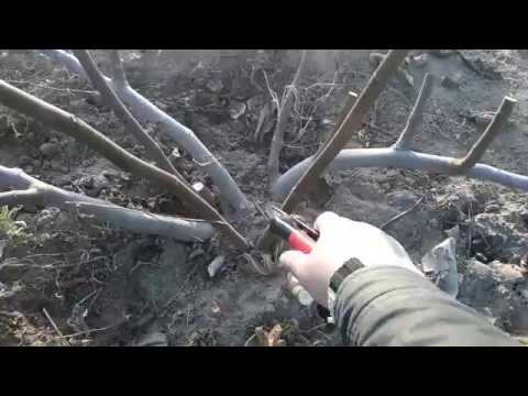 Видео: Обрезка инжыра осенью  Горизонтальный кордон
