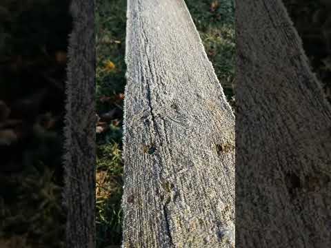 Видео: 22 октября 2022 года. Первый заморозок, иней. Красота с Татьяной Пиакиной.