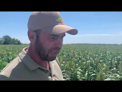 Видео: No-till 2022. Сорго и другие культуры хозяйства