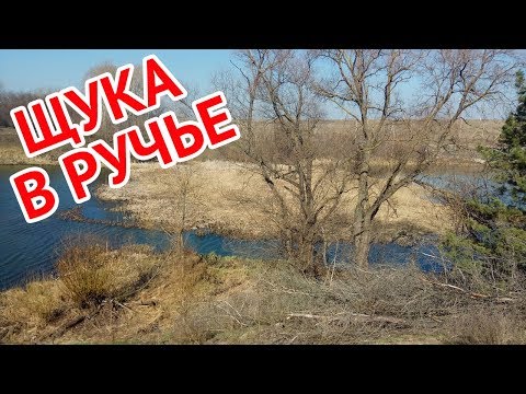 Видео: Ловля щуки на живца в ручье весной