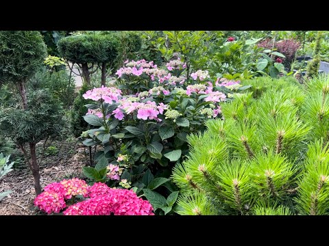 Видео: ДЕКОРАТИВНЫЕ РАСТЕНИЯ: ОБЗОР 15 СОРТОВ КРУПНОЛИСТНЫХ ГОРТЕНЗИЙ В ЛАНДШАФТНОМ ДИЗАЙНЕ НАШЕГО САДА