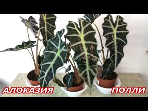 Видео: АЛОКАЗИЯ Полли 🌺 УХОД ПЕРЕСАДКА и  РАЗМНОЖЕНИЕ 🌺