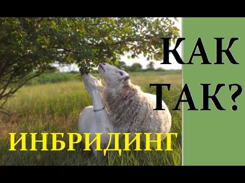 Видео: Разведение овец и коз в инбридинге. Инбридинг. Ч. 5.