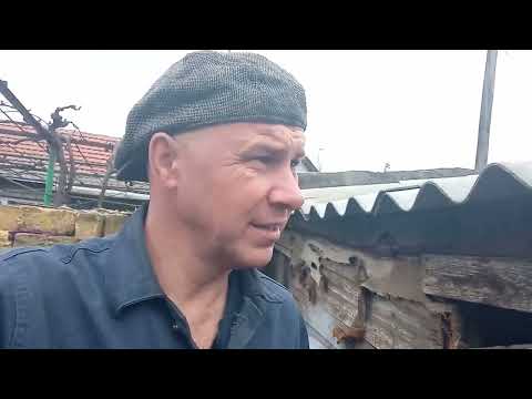 Видео: Свиноводство. Наш первый опыт.