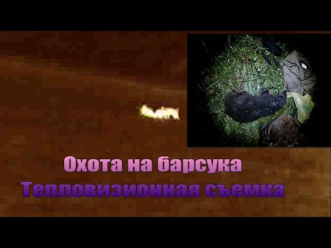 Видео: Открытие охоты на барсука . ТЕПЛОВИЗИОННАЯ СЪЕМКА!
