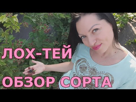 Видео: ЛОХ-ТЕЙ, плюсов больше чем минусов!