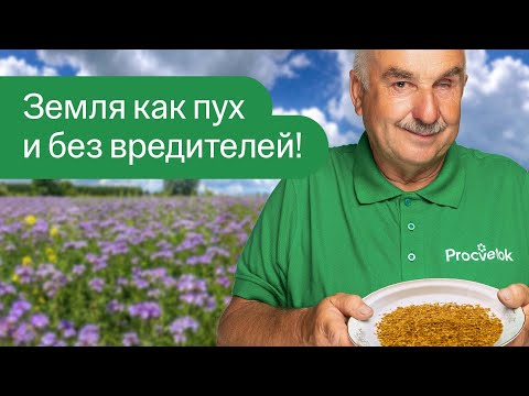 Видео: САМЫЙ МОЩНЫЙ СИДЕРАТ ДЛЯ ОЧИСТКИ ОГОРОДА ОТ БОЛЕЗНЕЙ И ВРЕДИТЕЛЕЙ! Гораздо лучше горчицы и ржи