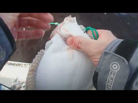 Видео: камбала на продольники