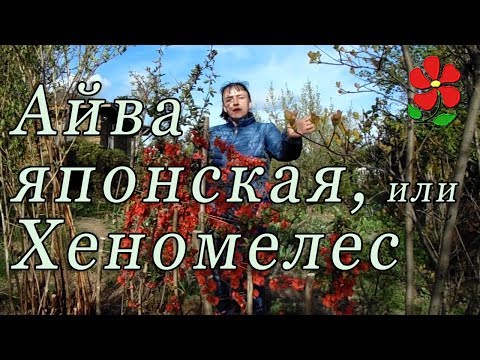 Видео: Айва японская - то, что Вы о ней НЕ знали (вероятно)!