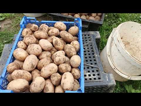 Видео: 4сентября.Принимаю заявку на совместную закупку миниклубней урожая 2025года срочно!.