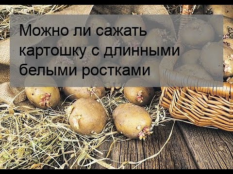 Видео: Можно ли сажать картошку с длинными белыми ростками